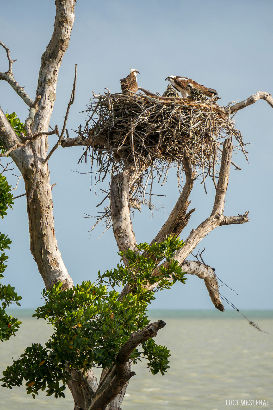 Osprey nest with two adults and two chicks on tree overlooking open sea