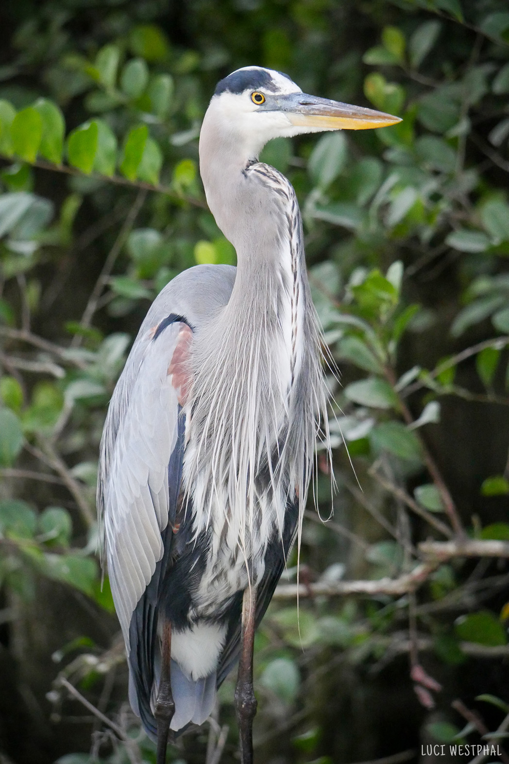 Great Blue Heron