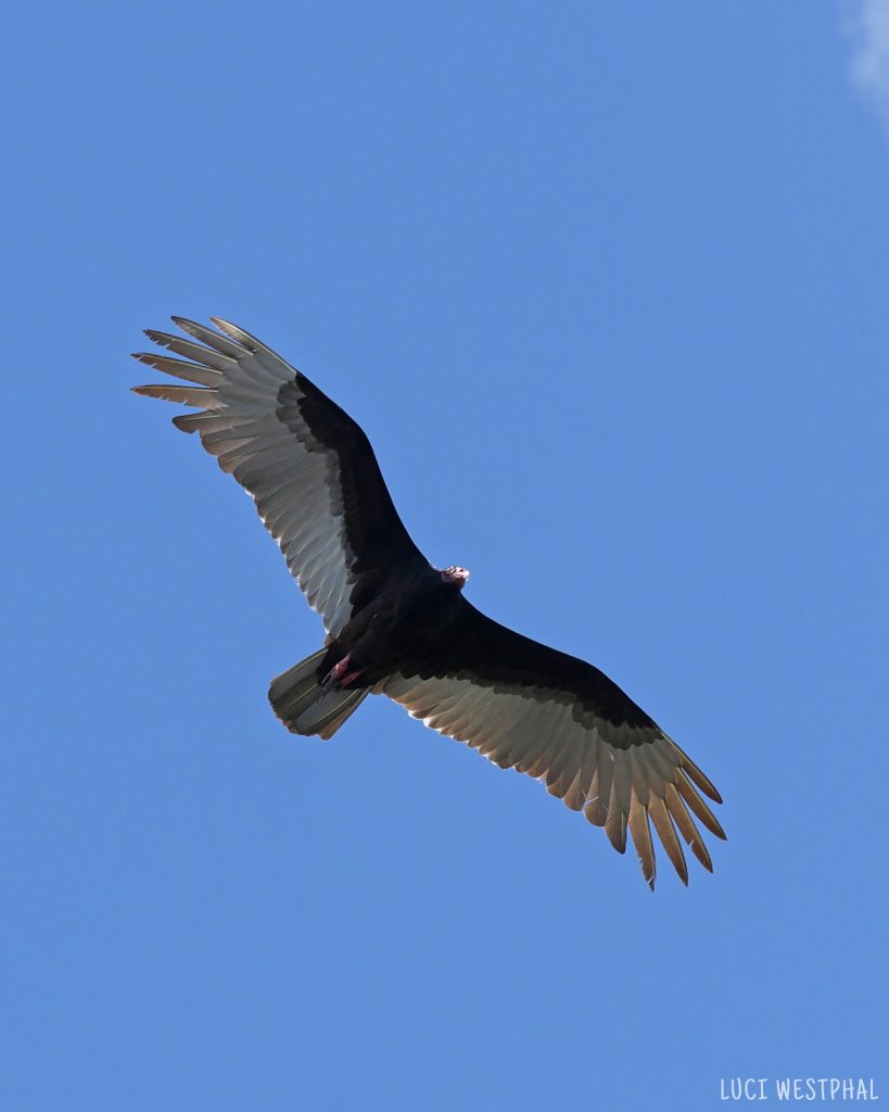 vulture flying overhead