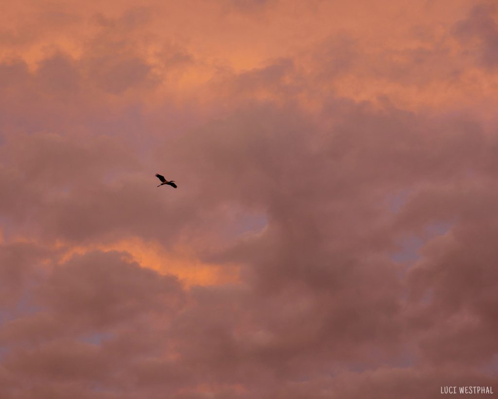 wood stork flying high across orange sunset sky over the Everlades