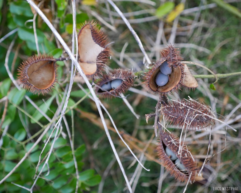 blue seeds fruit in pokey shell, Grey Nicker Bean vine