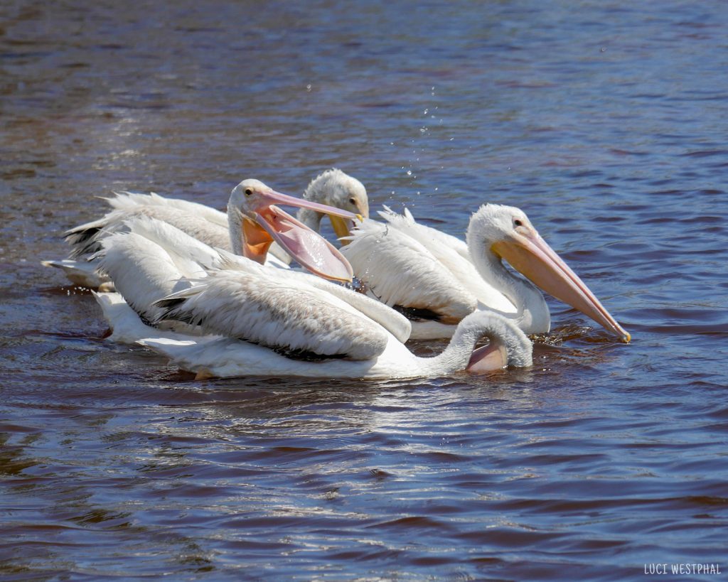 white pelicans on lake, bill open