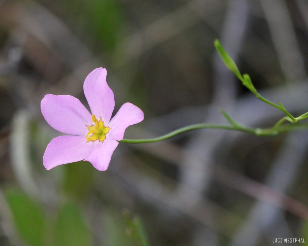 pink flower with white and orange star, Sebatia Stellaris or Marsh Pink