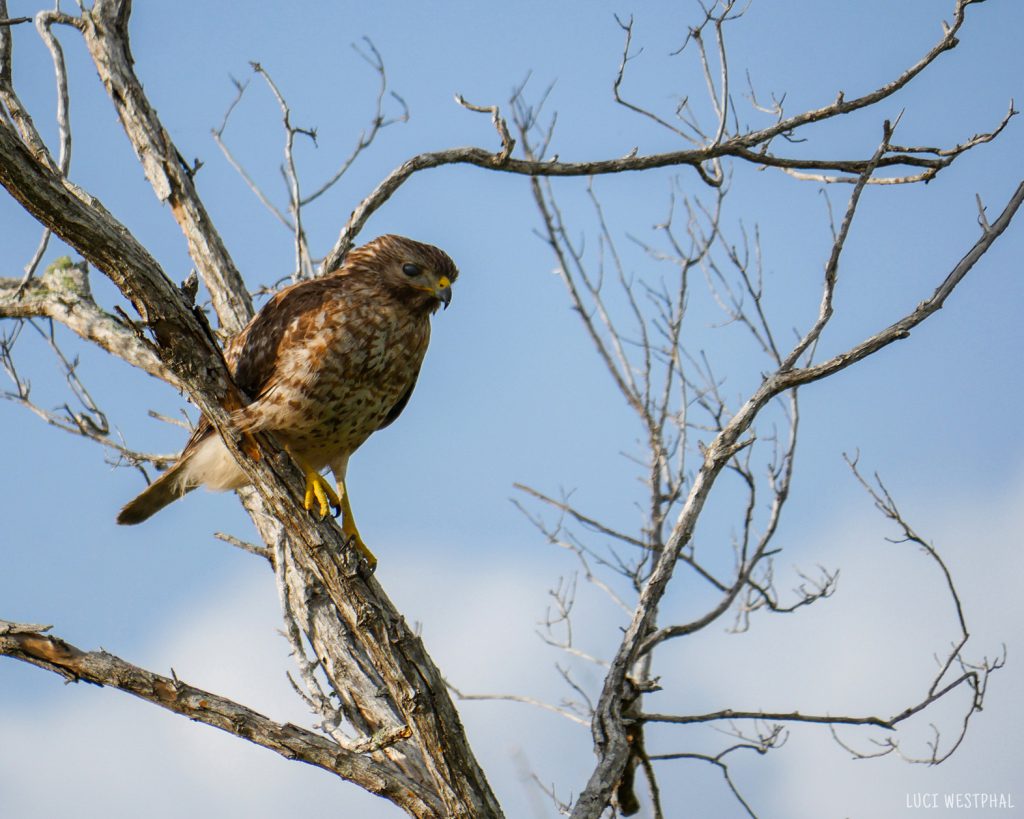 Red-shouldered hawk