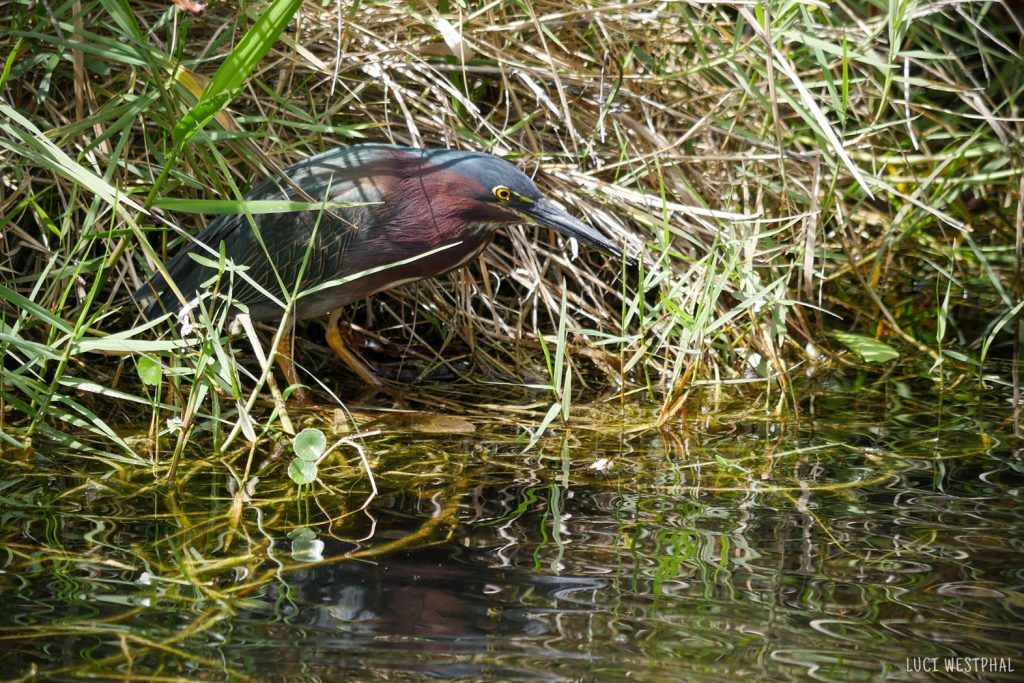 Green Heron
