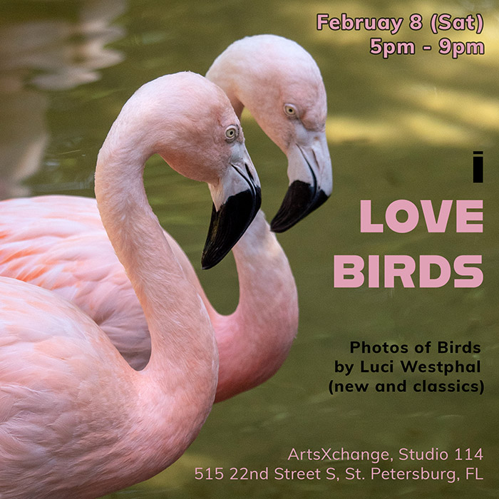 i love birds, artwalk, St Petersburg, Florida, two flamingos, photos by Luci Westphal