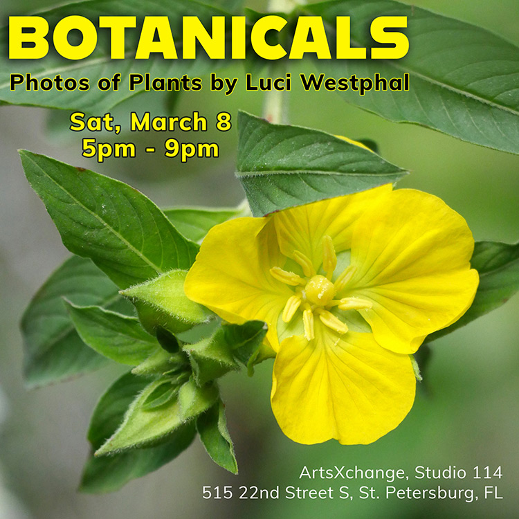 ArtWalk studio exhibit, ArtsXchange, March 2025, Botanicals, yellow flower