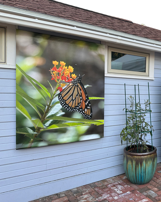 monarch butterfly, large vinyl photo print banner, outdoor wall