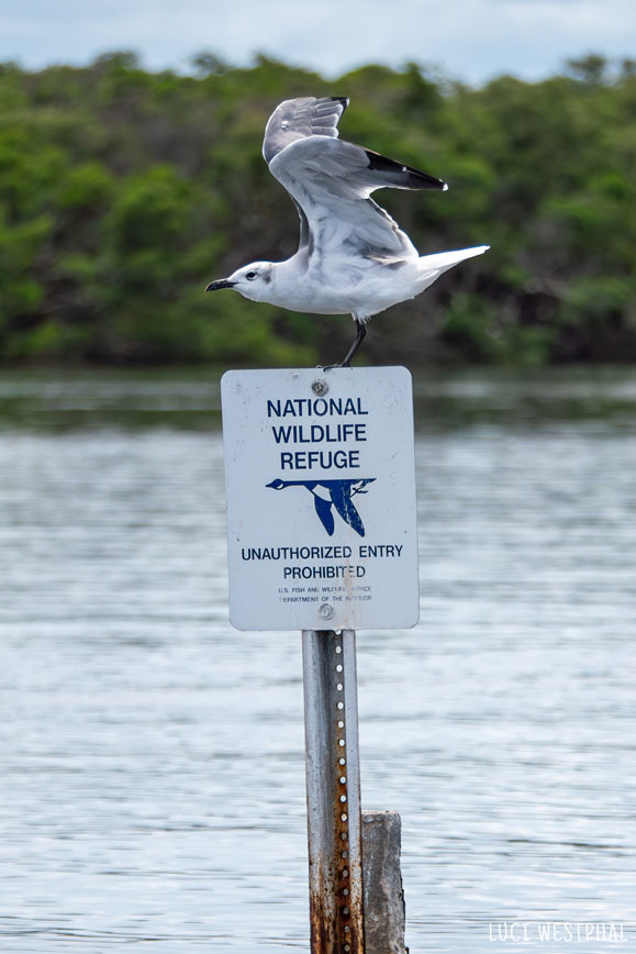 National Wildlife Refuge sign, bird, tern