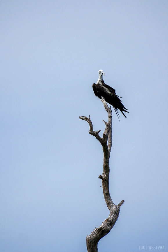 Juvenile Magnificent Frigage Bird on tree