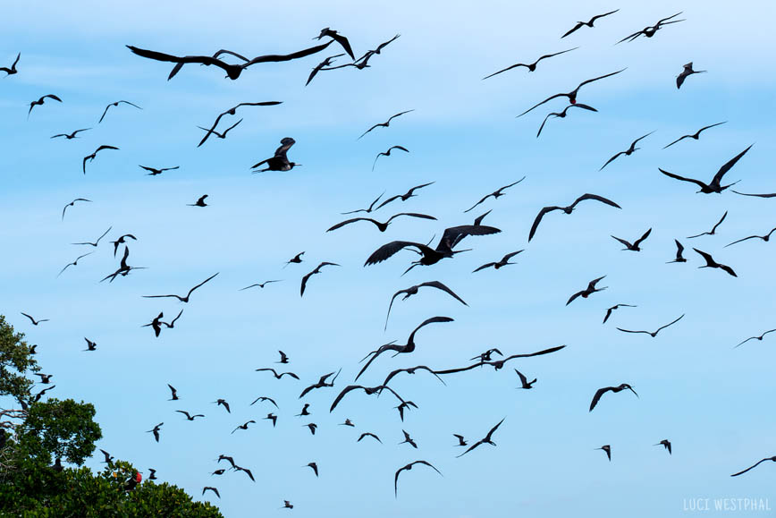 flock of magnificent frigate birds in flight