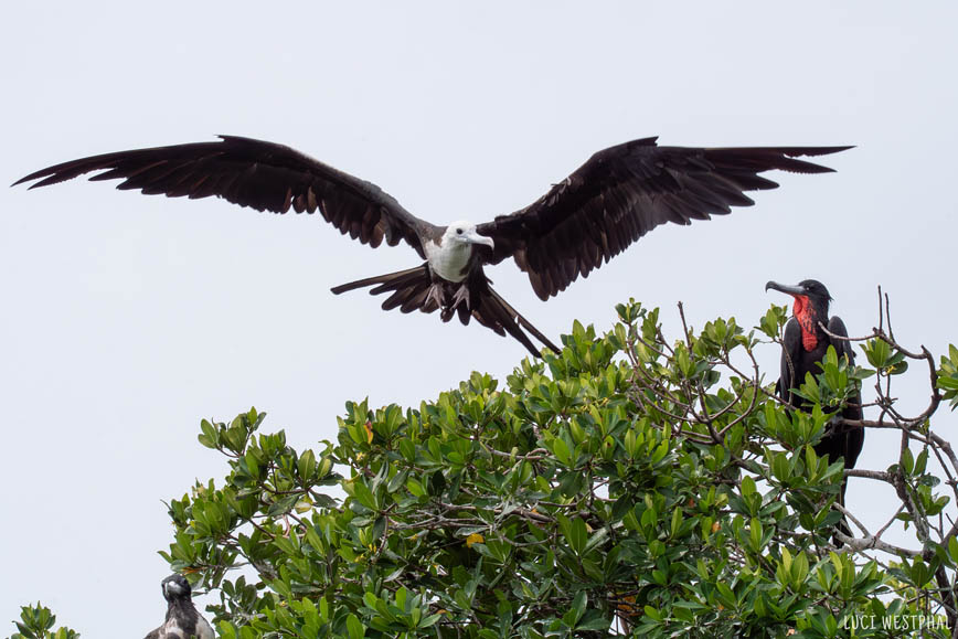 Magnificent frigate birds, juvenile in flight, male looking on