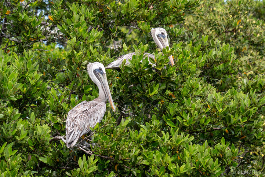 pelicans in tree